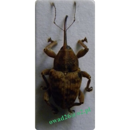 Curculio venosus (Gravenhorst, 1807) female Słonik dębowiec